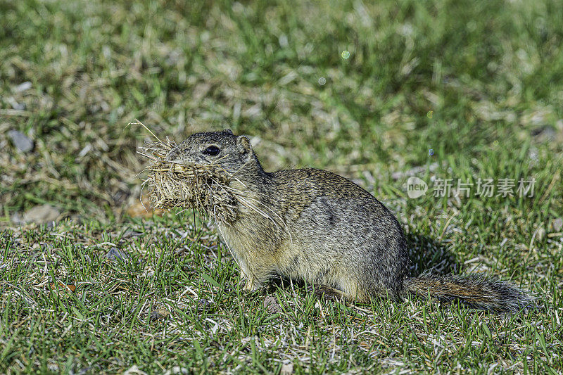 贝尔丁地松鼠(urrocitellus beldingi)，也被称为壶肠鼠，鼠尾草鼠或尖桩鼠，是一种生活在美国西部山区的松鼠。马勒尔国家野生动物保护区，俄勒冈州。啮齿目、科。